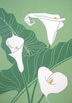 Calla Lily, Ed 33, 9x13