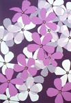 Phlox, Ed 36, 9x13