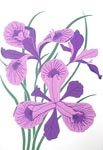 Wild Iris, Ed 33, 9x13