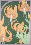 Tiger Lily, Ed 67, 9x13