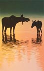 Moose in Morning Mist, Ed 176, 5x8