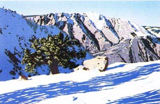 Mokelumne Peak and Juniper, Ed 136, 12x18, $B